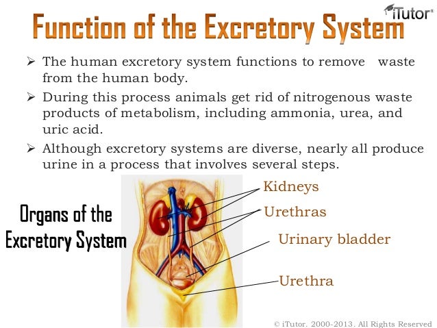 excretory system powerpoint presentation